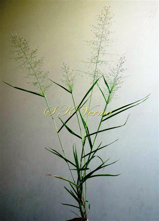  Plant with inflorescence